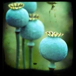 blue-poppy-pods