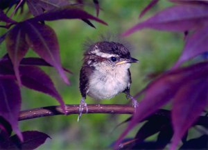 Baby Bird - First Day of Flying by Shelly S. Cannady